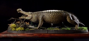 sarco01.jpg sarco01.jpg